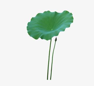 文艺清新花草花环海报设计装饰免抠