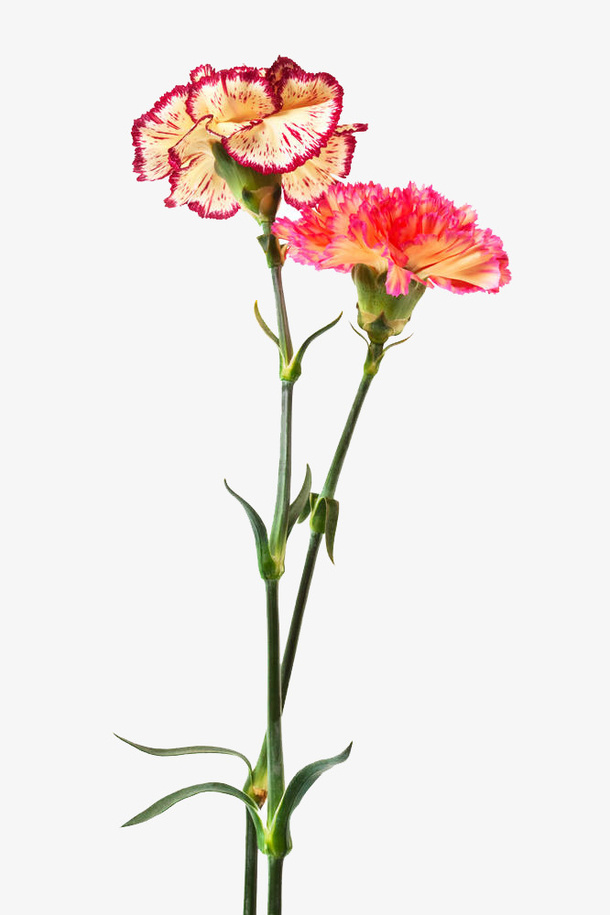 康乃馨花朵摄影特写免抠