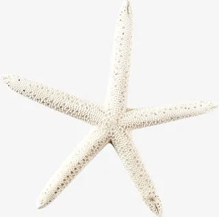 夏日沙滩海报海星免抠