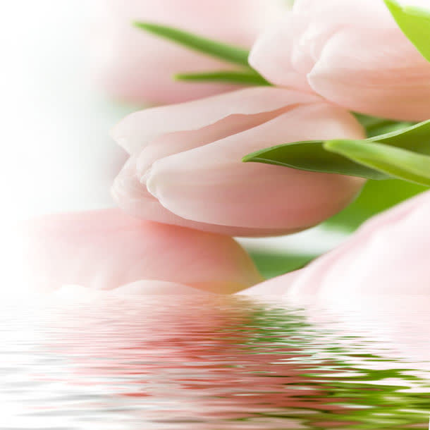 高清鲜花摄影免抠