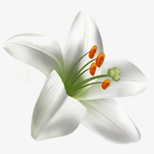 花朵免抠