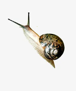蜗牛免抠 蜗牛免抠