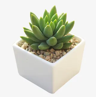 植物 千佛手多肉 观音莲免抠