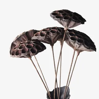 莲蓬干支瓶免抠