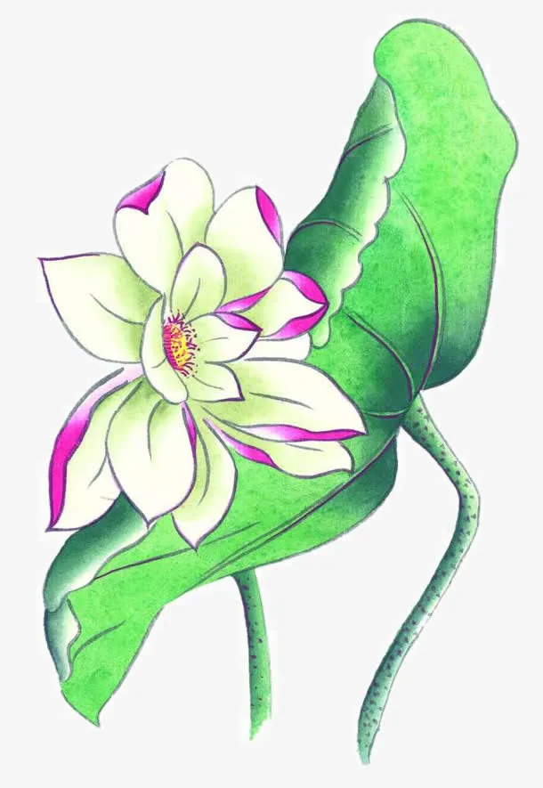手绘荷花免抠