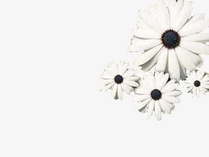 花卉免抠