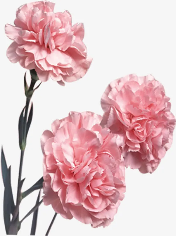 浅粉盛开康乃馨七夕免抠