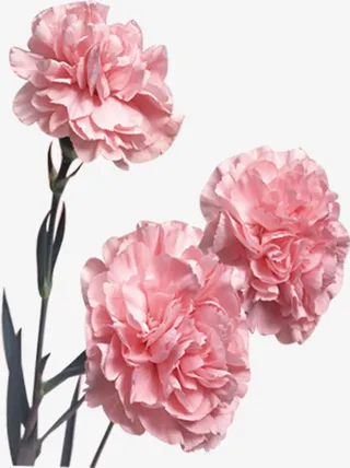 浅粉盛开康乃馨七夕免抠