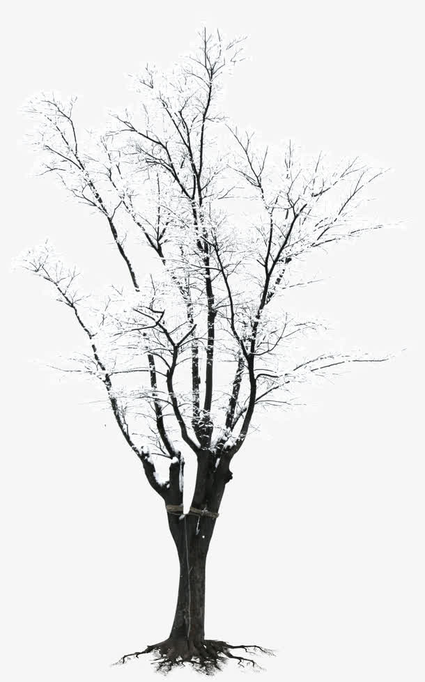 效果摄影合成树木雪花免抠