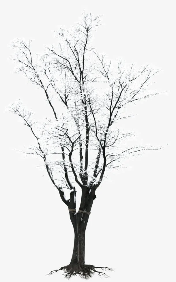 效果摄影合成树木雪花免抠