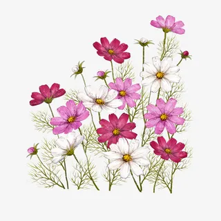 草地上的野花免抠