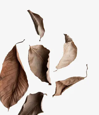 散落的落叶免抠