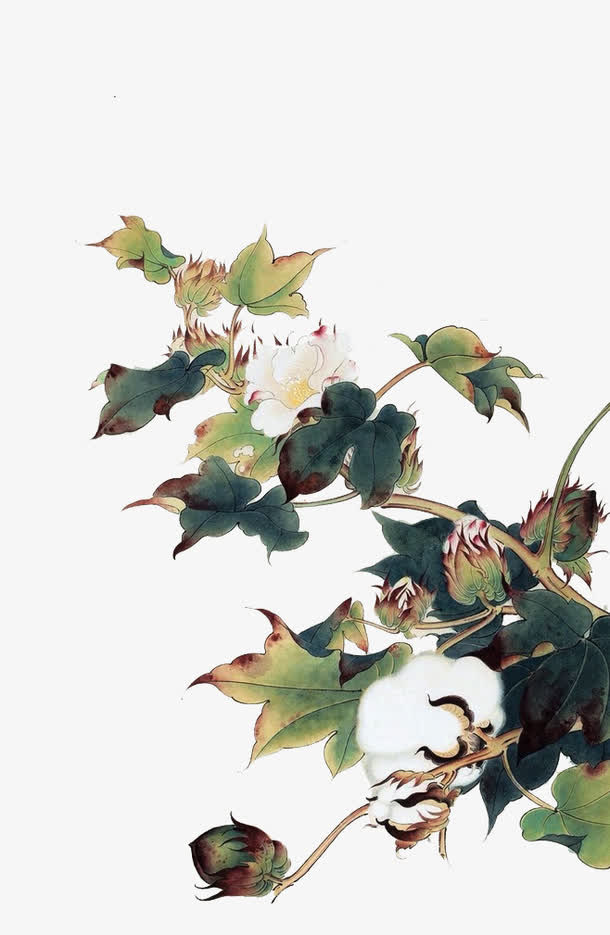 棉花免抠