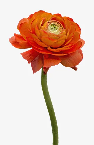 一支橘色渐变洋牡丹免抠