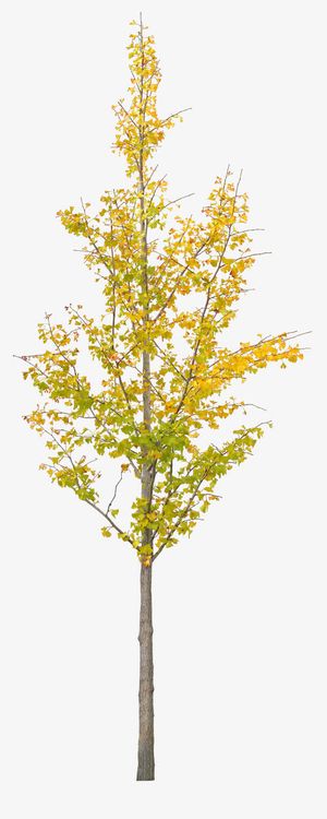 一颗银杏树免抠