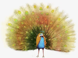 美丽的孔雀开屏素材免抠