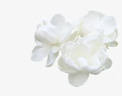 纯白色茉莉花花茶素材芬芳满枝丫免抠 纯白色茉莉花花茶素材芬芳满枝丫免抠