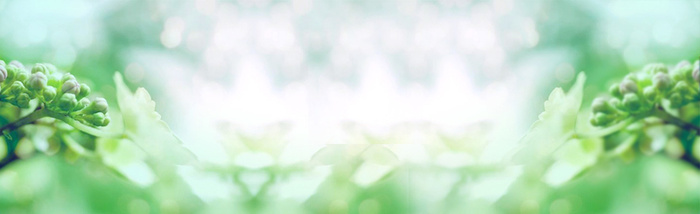 绿叶淘宝广告banner 　高清