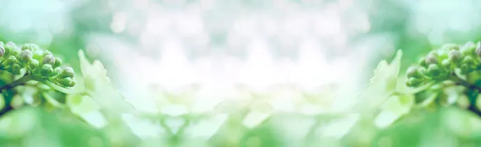 绿叶淘宝广告banner 　高清