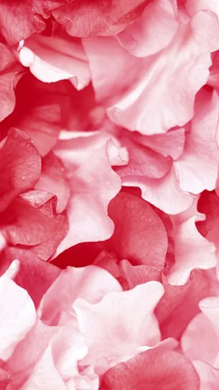 唯美花瓣H5背景高清