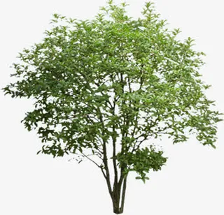 春天手绘山野大树装饰免抠