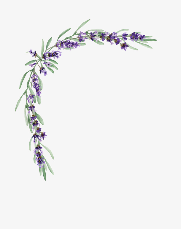 手绘紫色薰衣草角框设计免抠