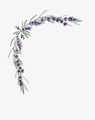 手绘紫色薰衣草角框设计免抠