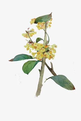 彩绘树枝绿色叶子免抠