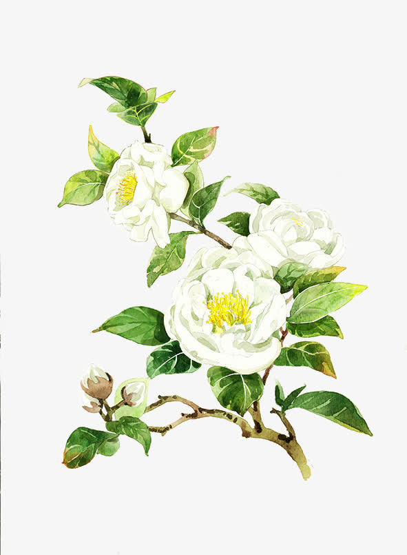 水墨合成白色的茉莉花免抠