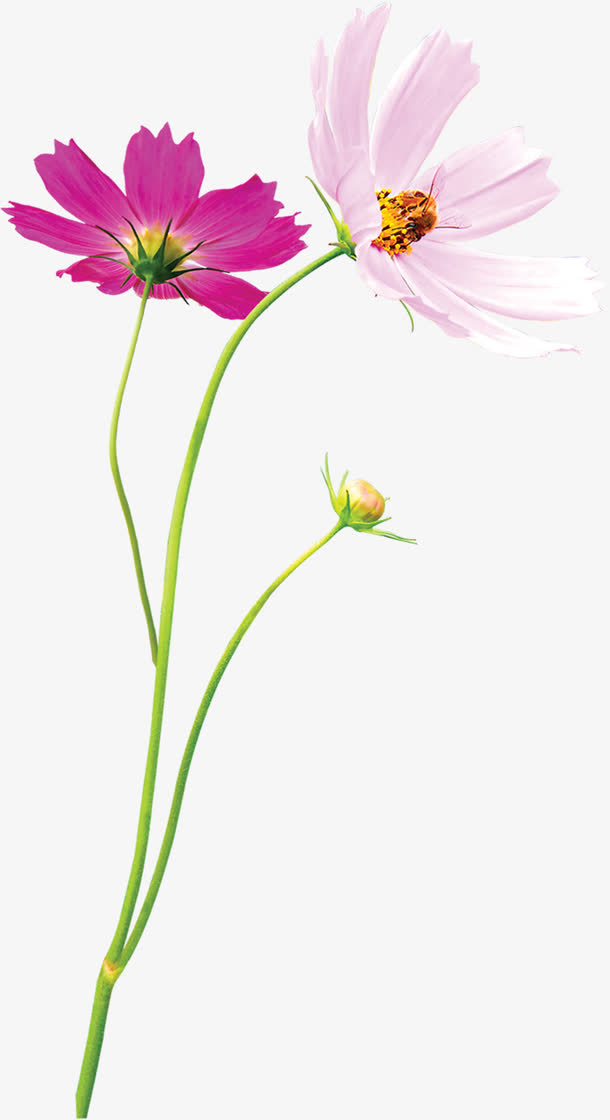 粉色唯美春天风景花朵免抠