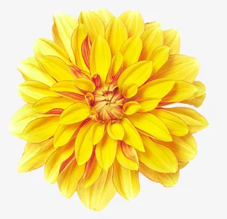 金黄色的绽放的菊花免抠