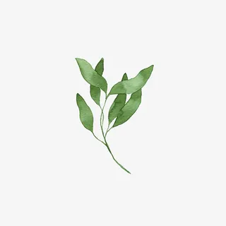 绿色的卡通手绘叶子免抠