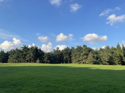 蓝天草地灌木高清 蓝天草地灌木高清
