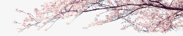 粉色梦幻树枝花朵免抠