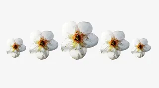 梨花花瓣花冠图片素材免抠