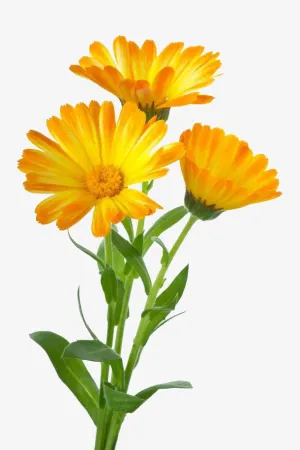 三朵金盏花免抠素材免抠