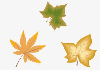 矢量秋天的枫叶效果元素免抠