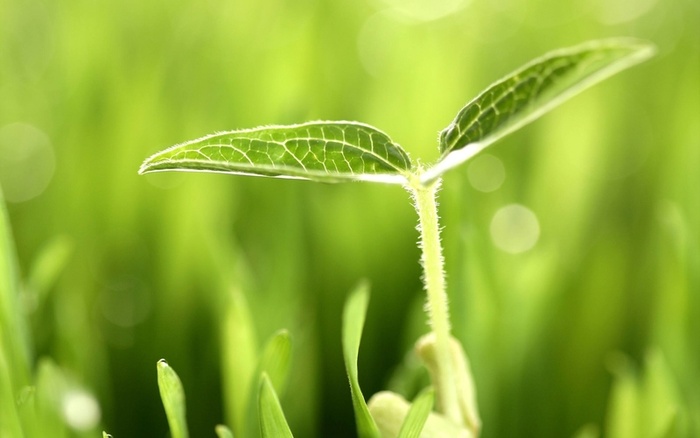 从土中萌发的绿芽高清