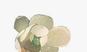 粉红色荷花素材免抠