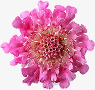 粉色盛开花朵母亲节花束免抠