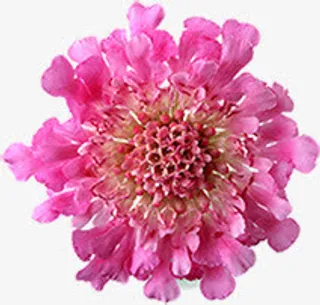 粉色盛开花朵母亲节花束免抠