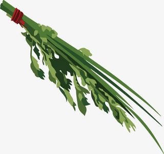 手绘端午节装饰插画一束艾草免抠