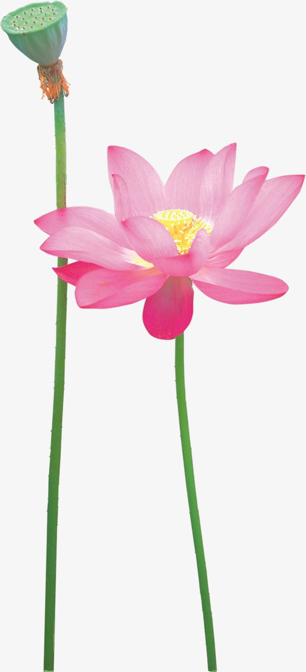 夏天荷花PNG免抠