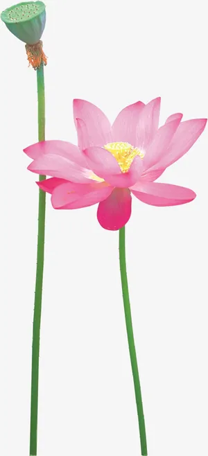 夏天荷花PNG免抠