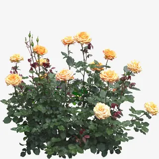 月季灌木免抠 月季灌木免抠