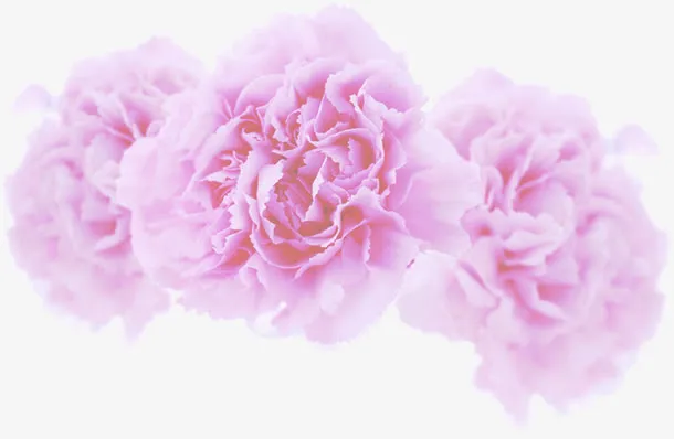 粉色淡雅唯美花朵装饰母亲节免抠