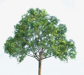 七叶树绿树免抠