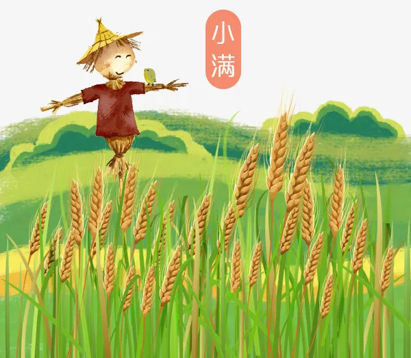 手绘装饰插图小满节气稻谷与稻草免抠