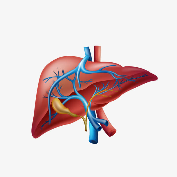 逼真的肝脏免抠素材免抠