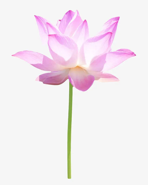粉紫色纯洁的透白的水芙蓉实物免抠